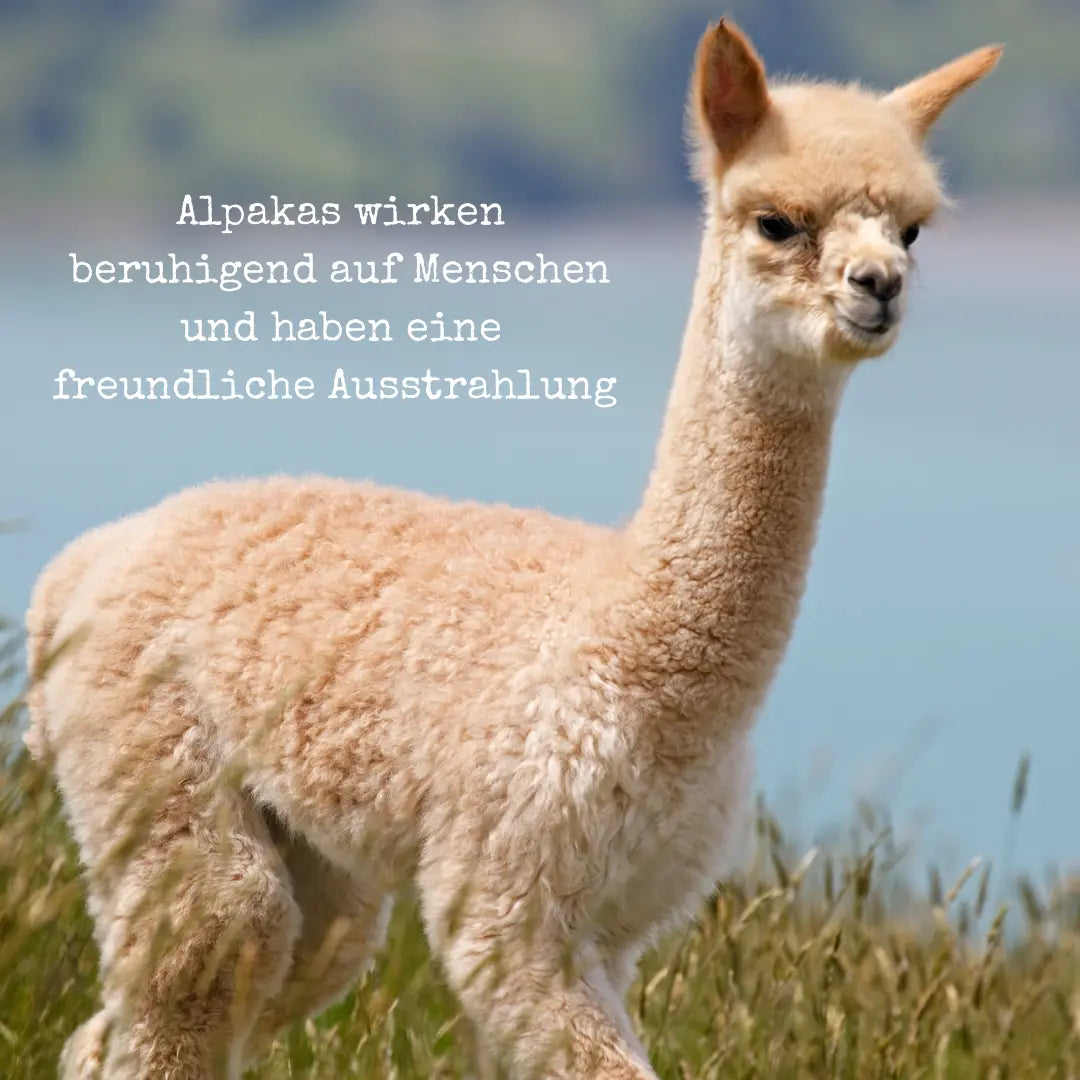 Tages Yoga-Ayurveda-Retreat mit Alpaka Wanderung (AUSGEBUCHT :-*)