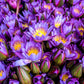 Blauer Lotus Sonnengetrocknete Blüten aus der Laguna Puttalam, 50g