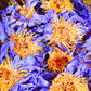 Blauer Lotus Sonnengetrocknete Blüten aus der Laguna Puttalam, 50g