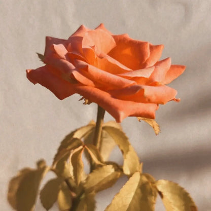 6 TAGE YOGA & AYURVEDA RETREAT in Portugal - JOY OF LIFE